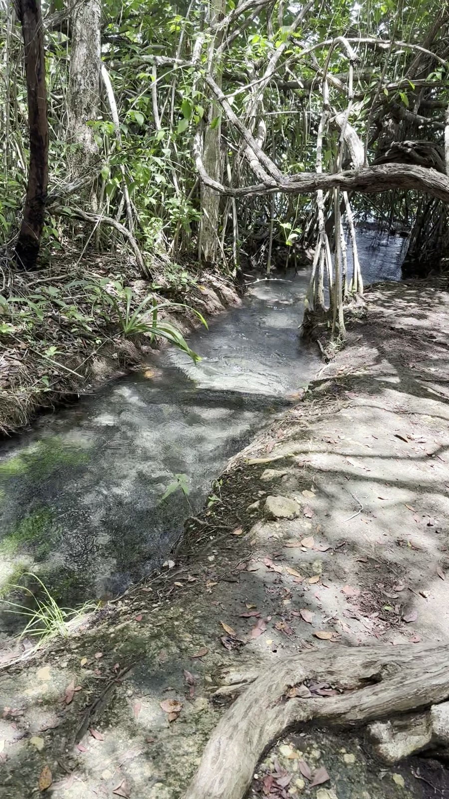 Agua corriendo en el arroyo natural de Panto-ha